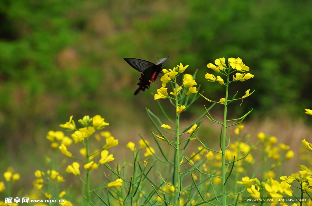蝶恋花