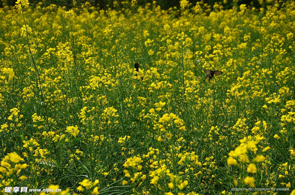 蝶恋花