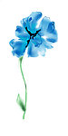 水彩蓝花