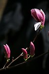 紫玉兰花