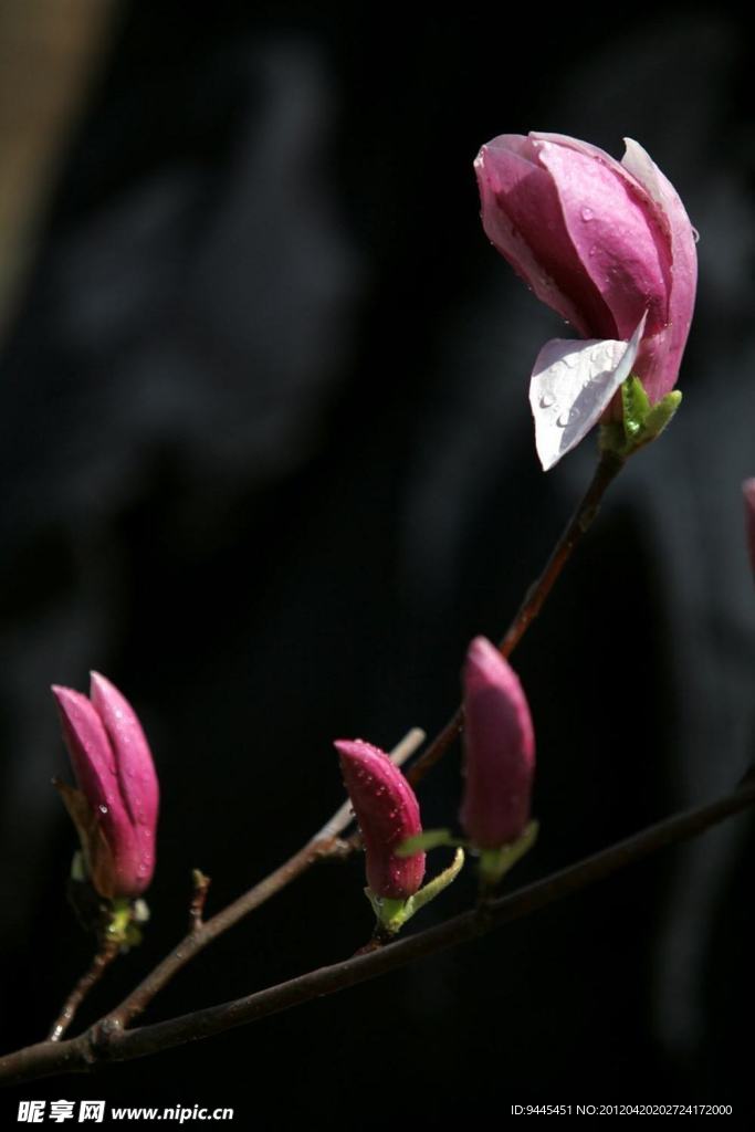 紫玉兰花