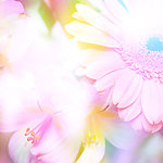 唯美梦幻鲜花背景