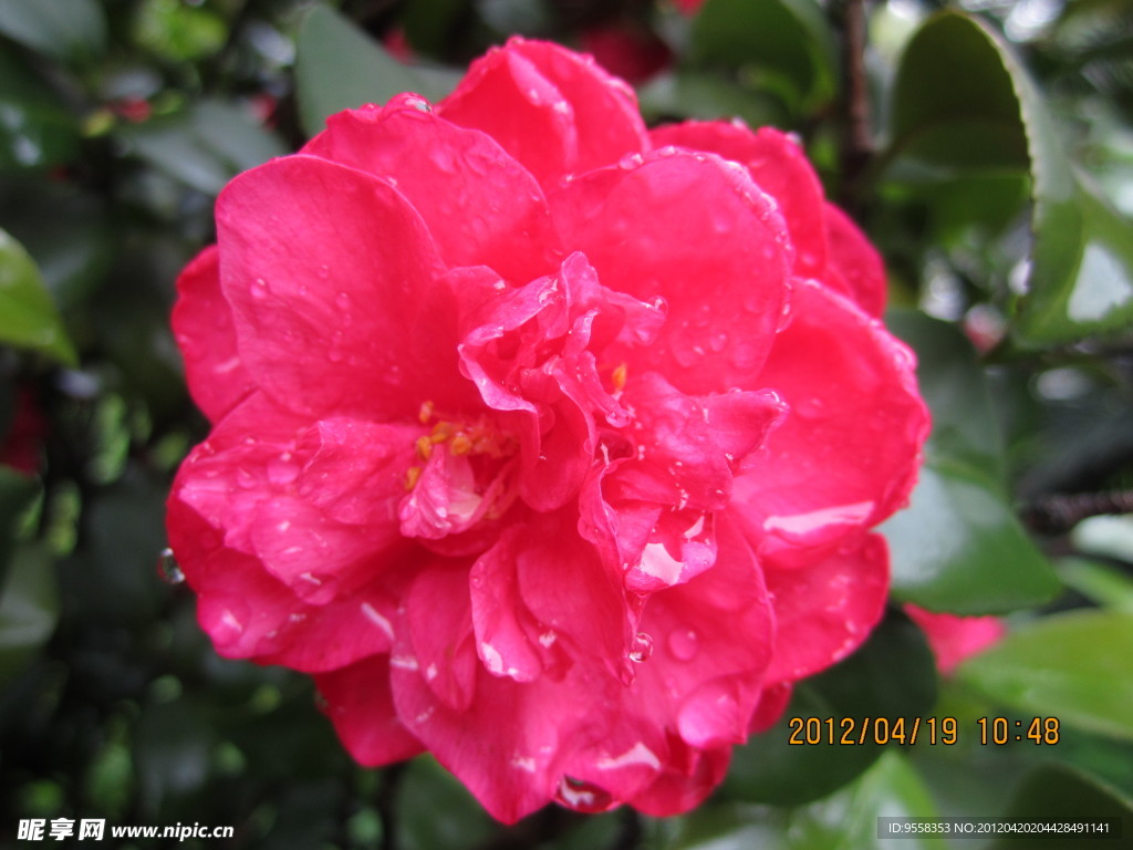 雨后茶花