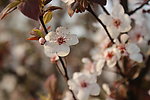 红叶李