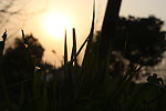 夕阳