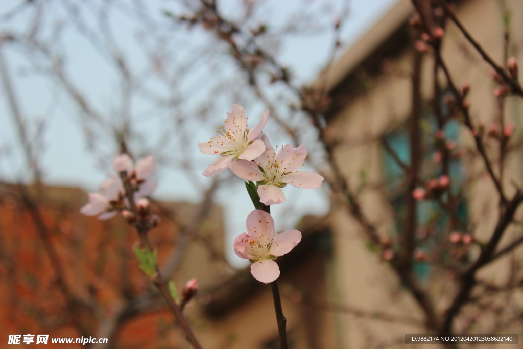 桃花