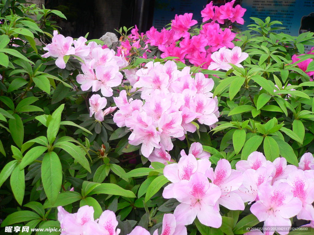 杜鹃花