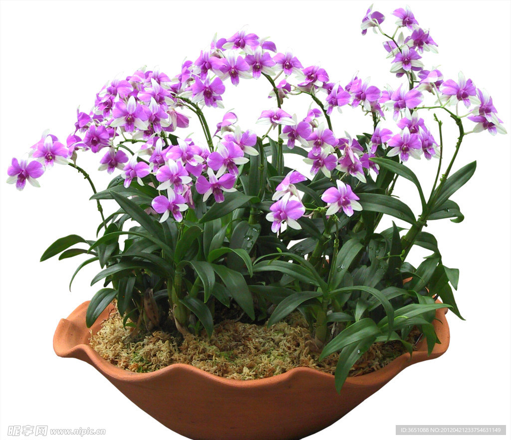 盆栽 花