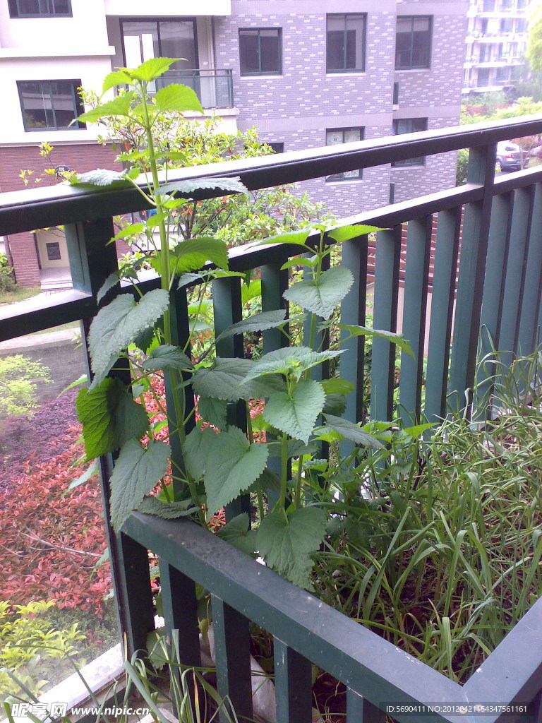 薄荷