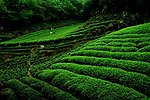 婺源茶园