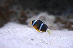海洋生物