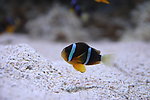 海洋生物