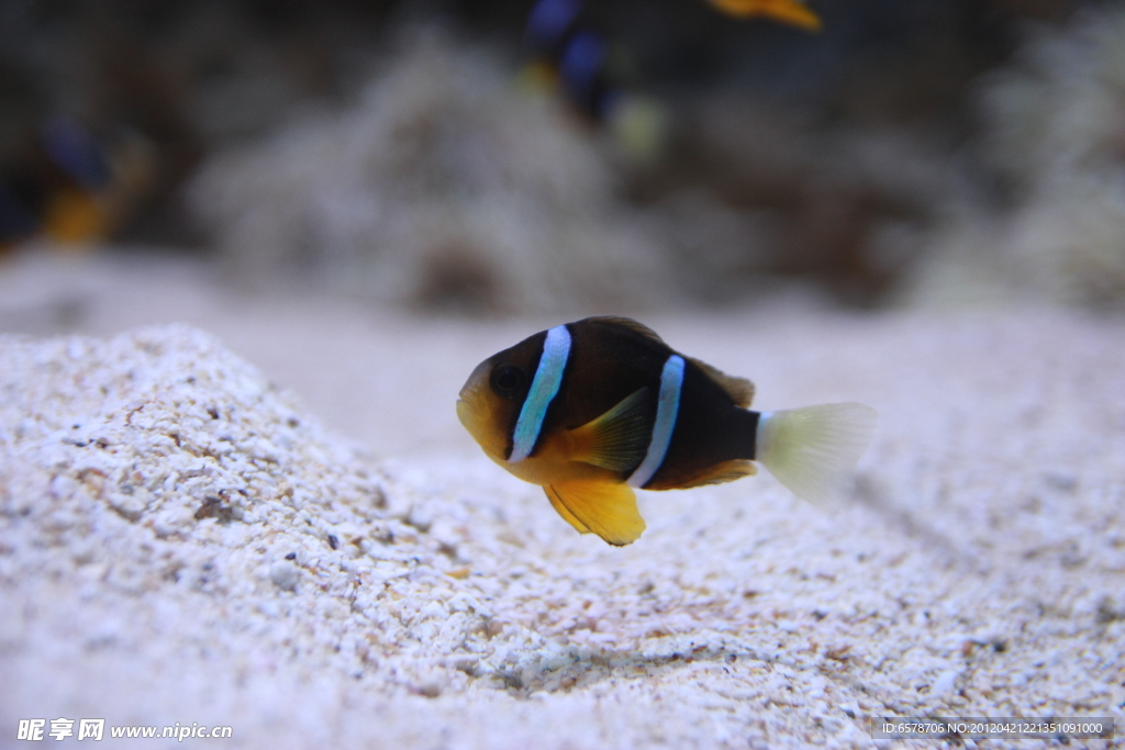 海洋生物