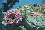 海洋生物 海星