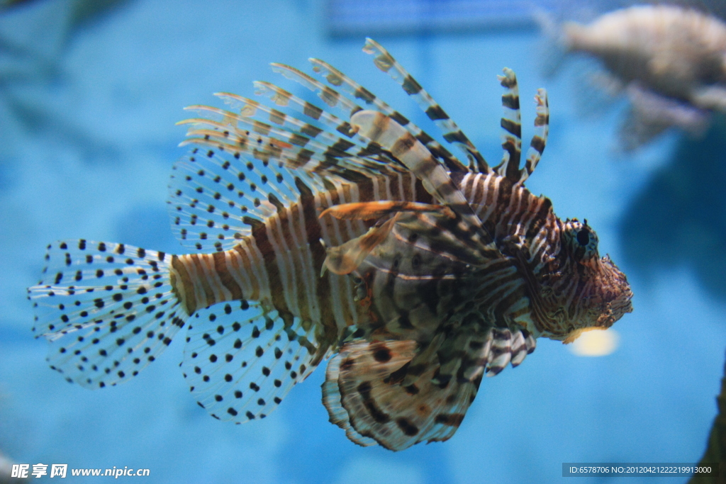 海洋生物