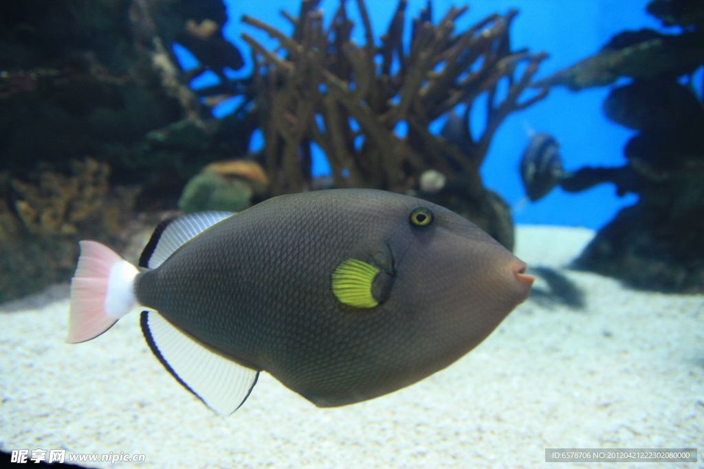 海洋生物