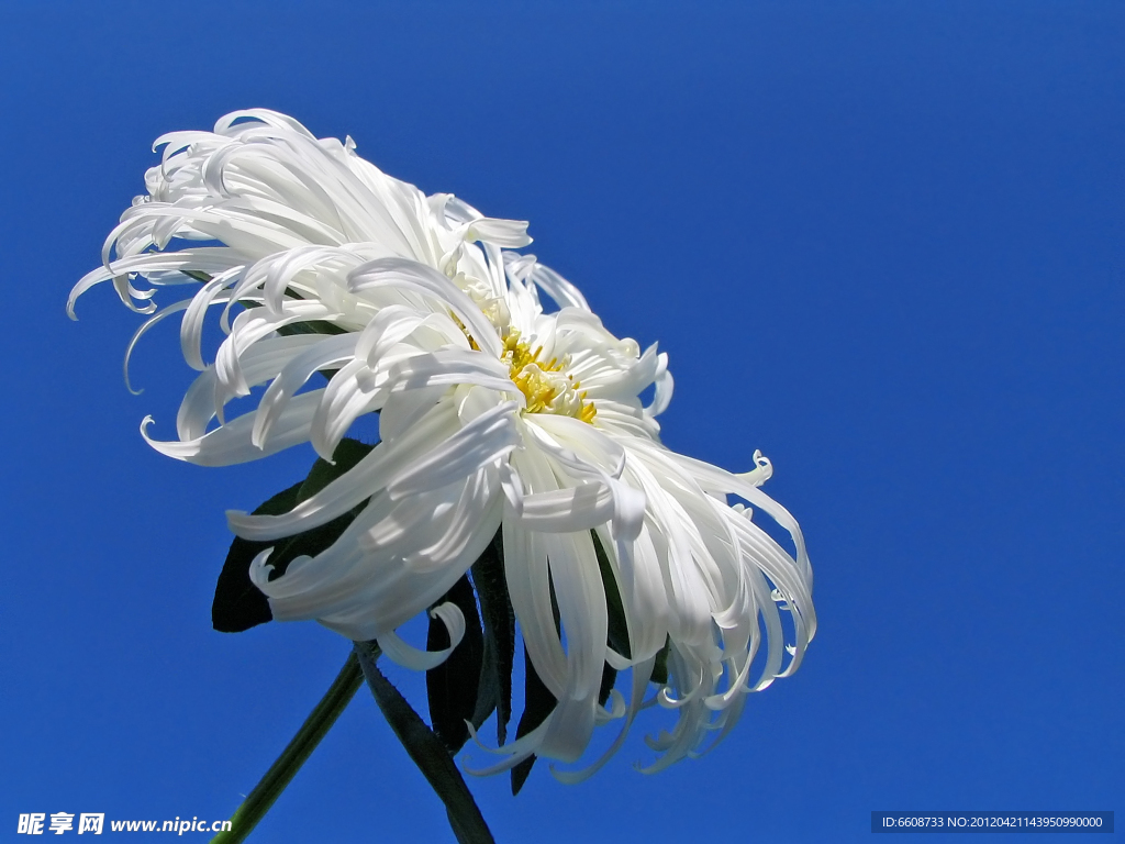 菊花鲜花
