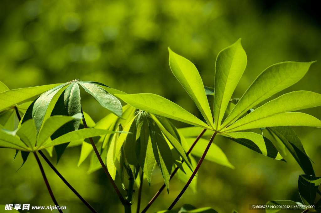 绿植花草