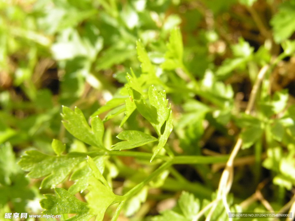 绿植小草