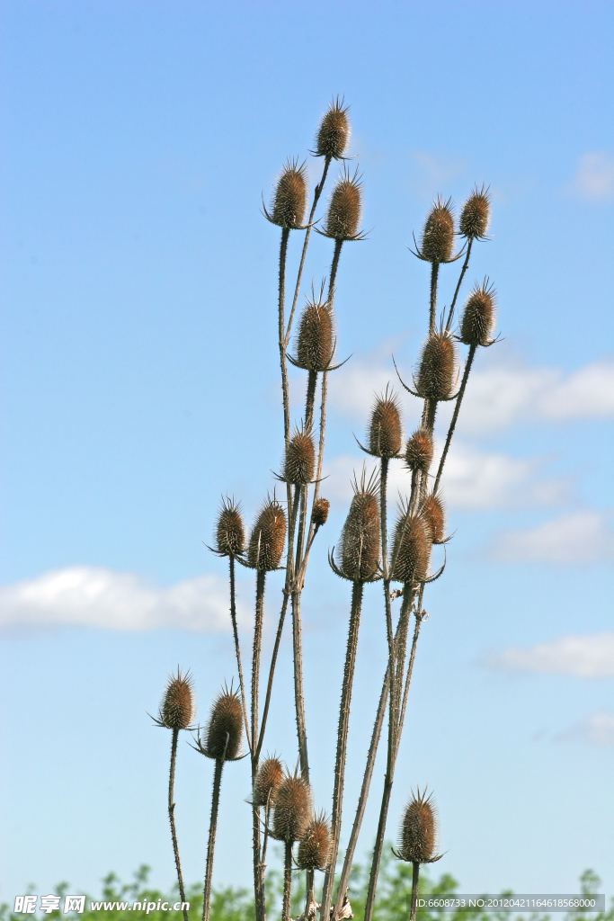 小草植物