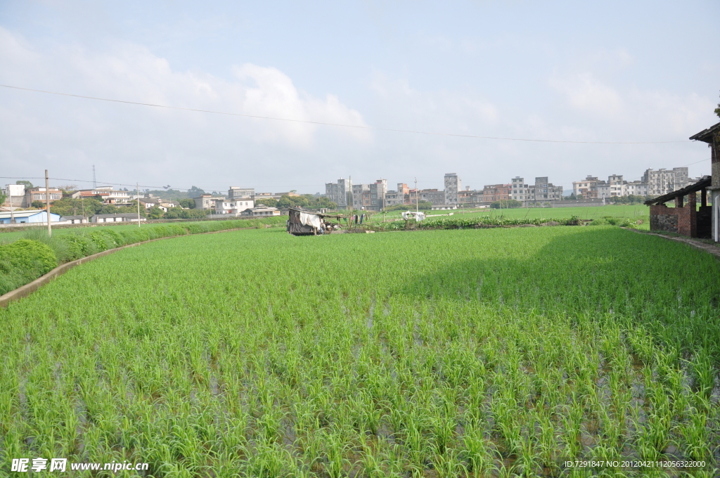 南方田野