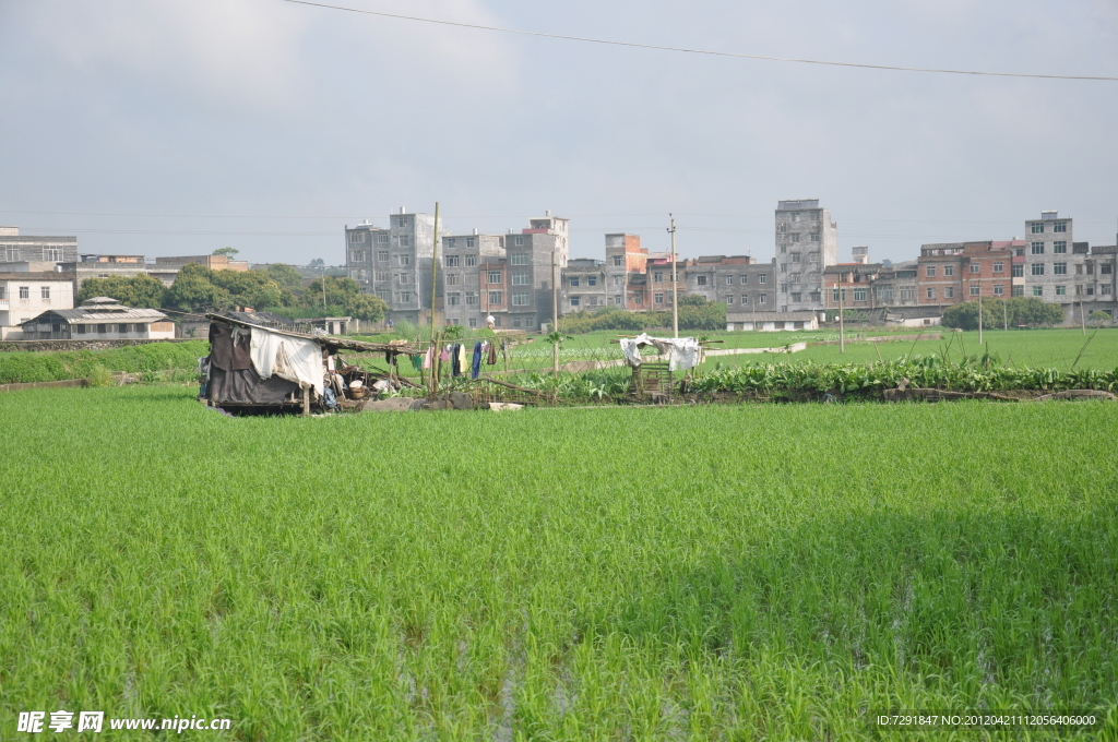 田野风光