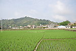 稻田