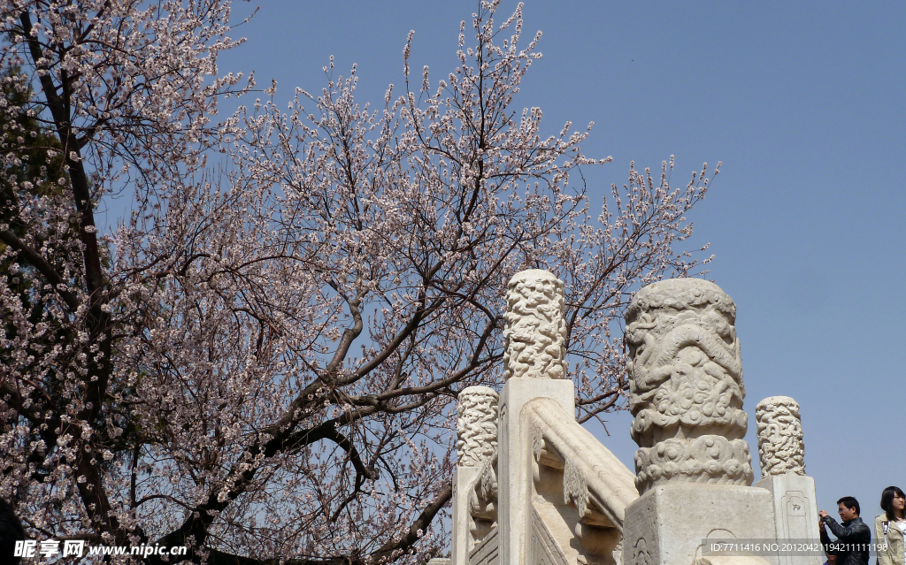 建筑 桃花