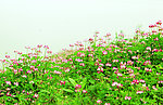 春天 野花