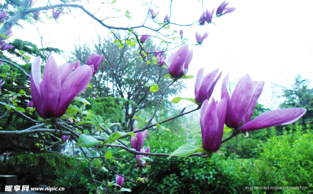 红色玉兰花