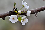 梨花