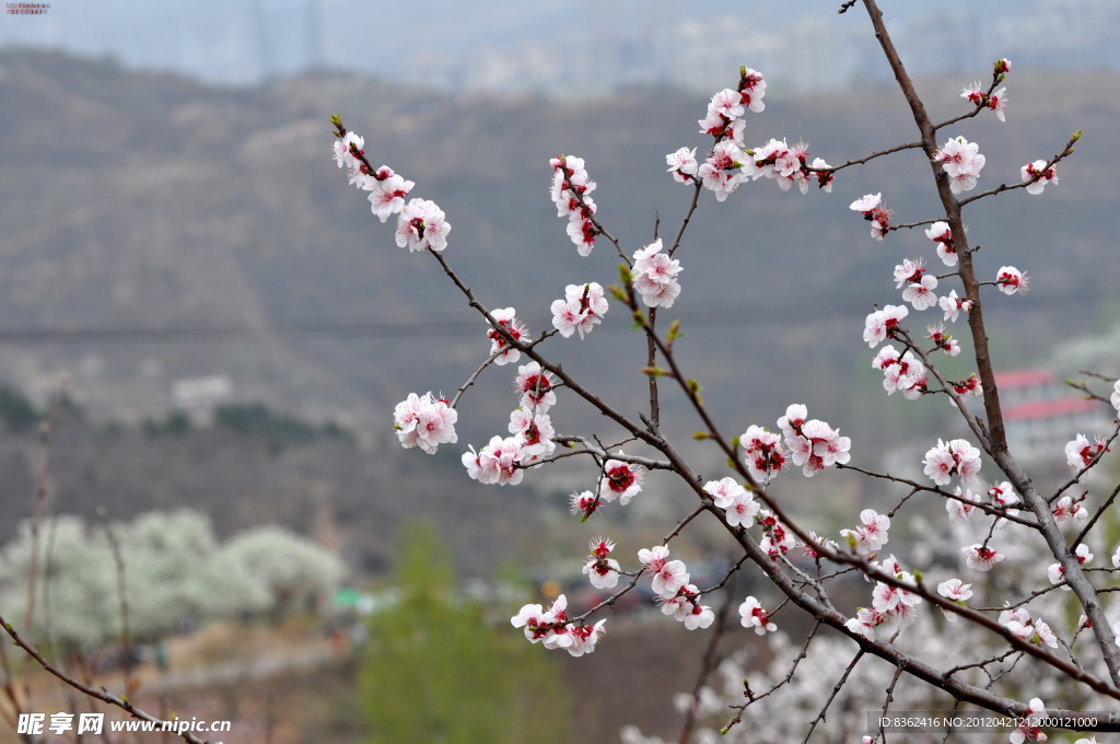 桃花
