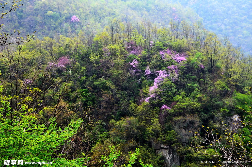 云露的山花