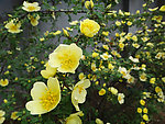 黄花迎春