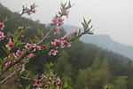 桃花 青山 春天
