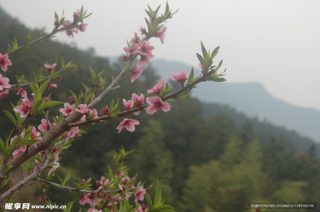 桃花 青山 春天