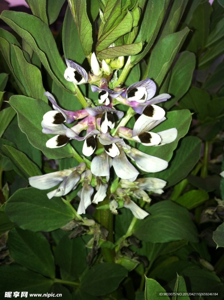 蚕豆花