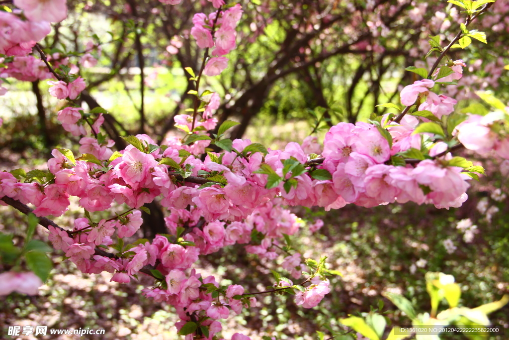 桃花