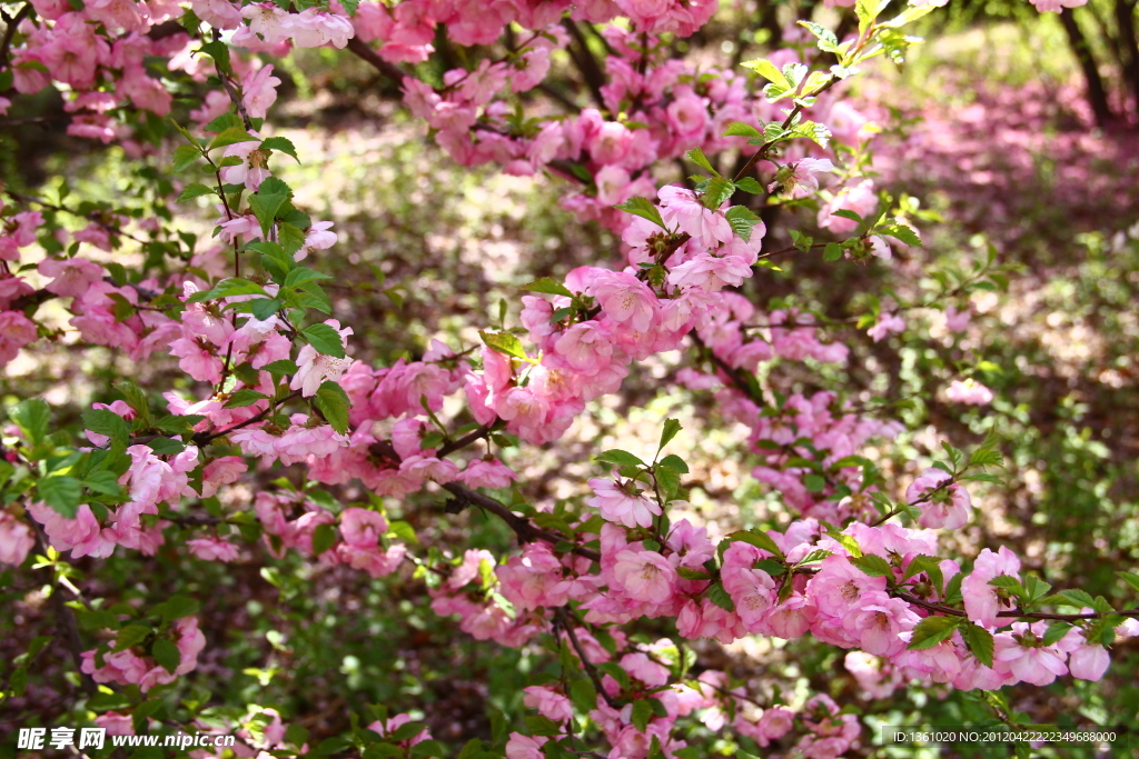 桃花