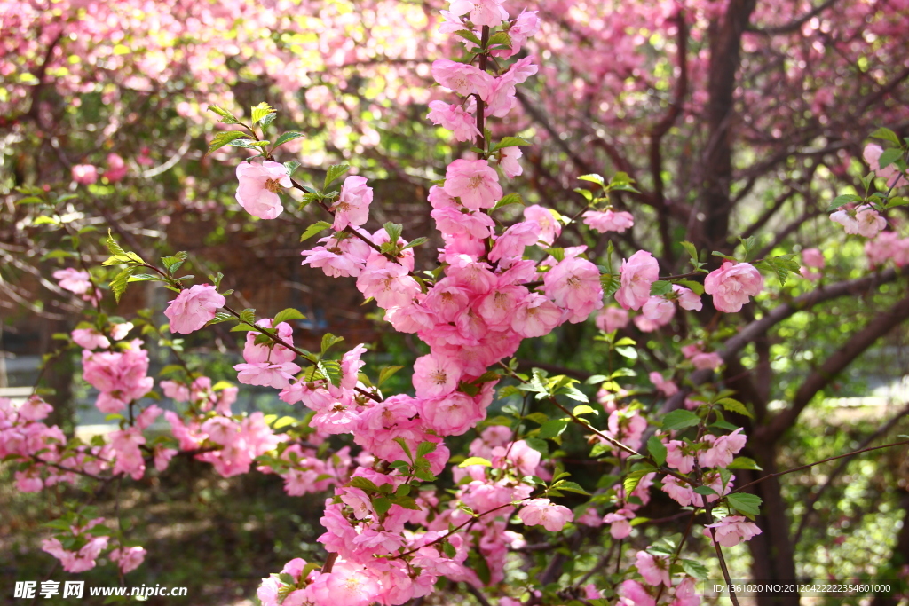 桃花