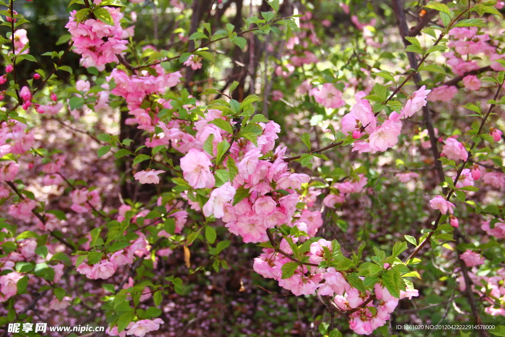 桃花