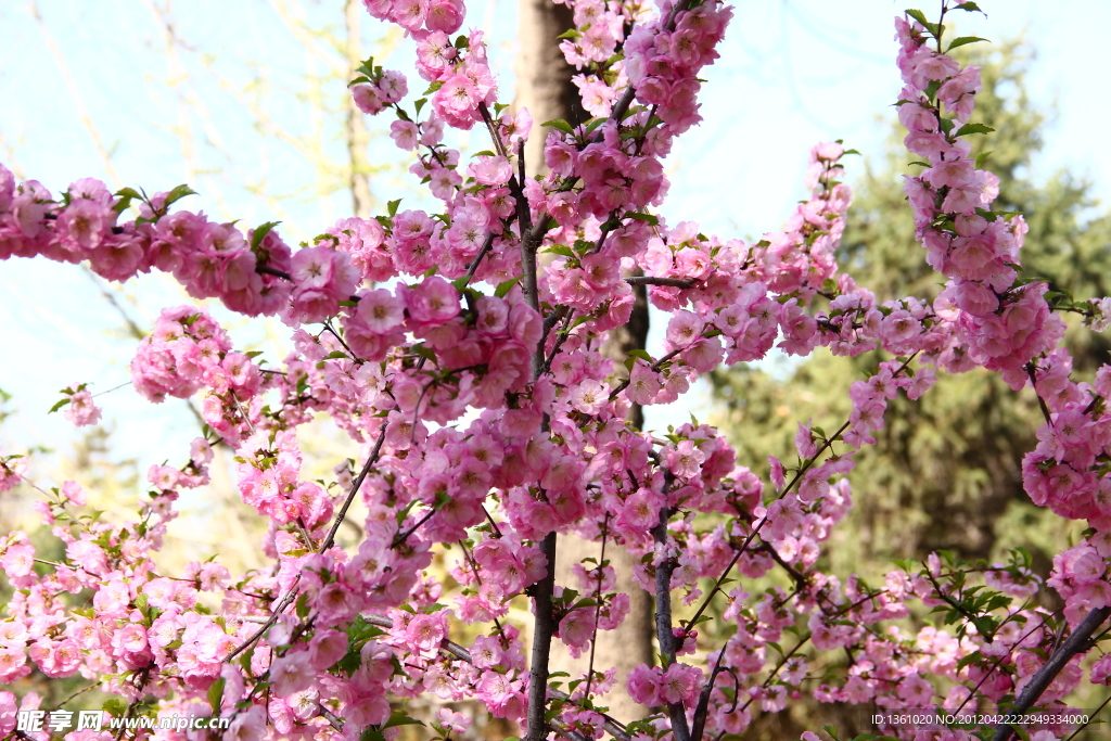桃花