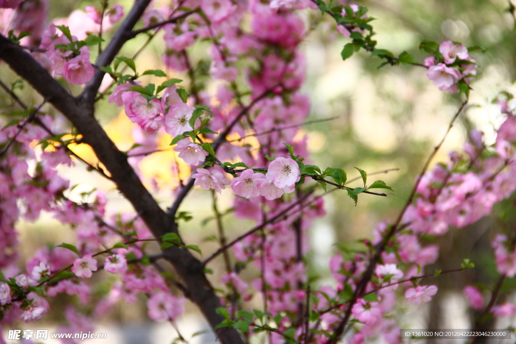 桃花