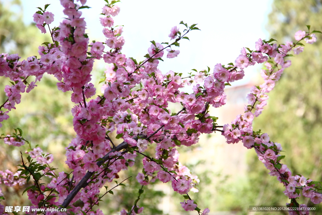桃花