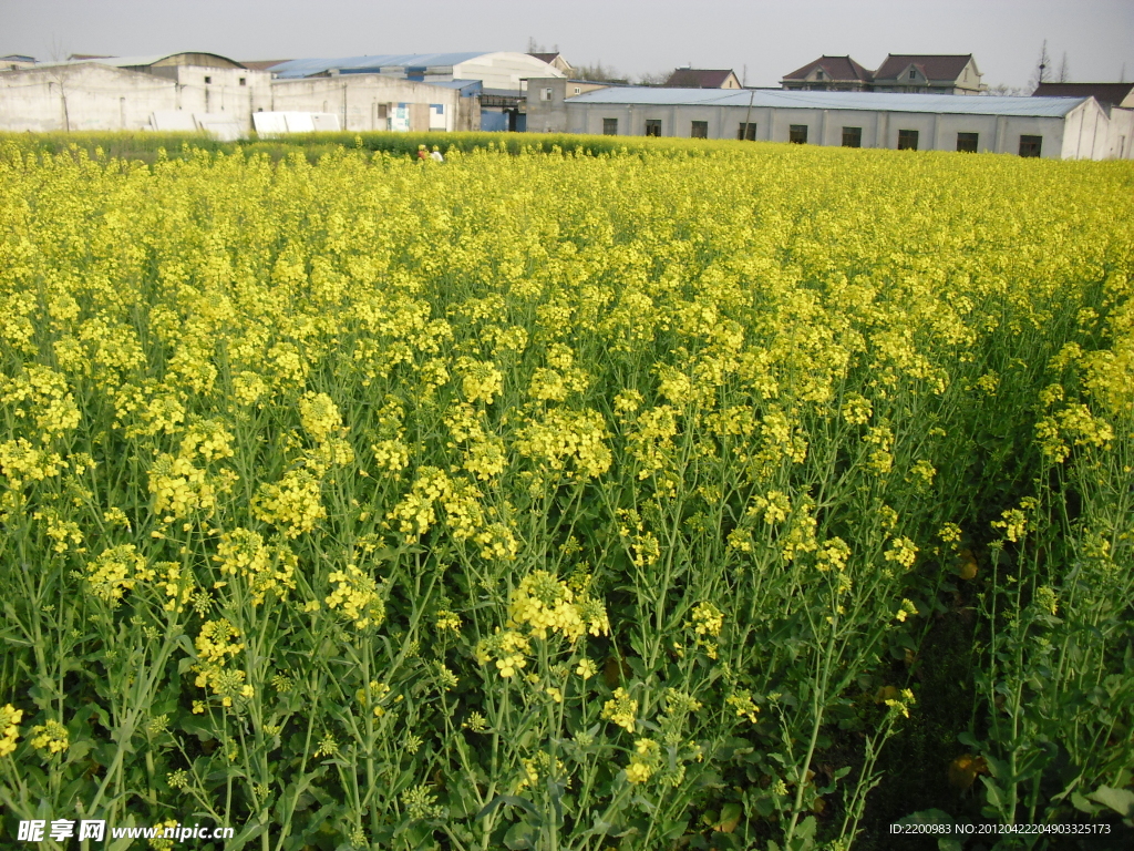 油菜花