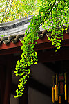 武侯祠的银杏
