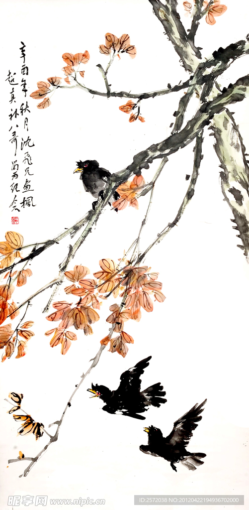 红叶八哥