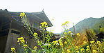 油菜花