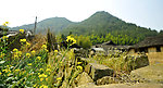 油菜花
