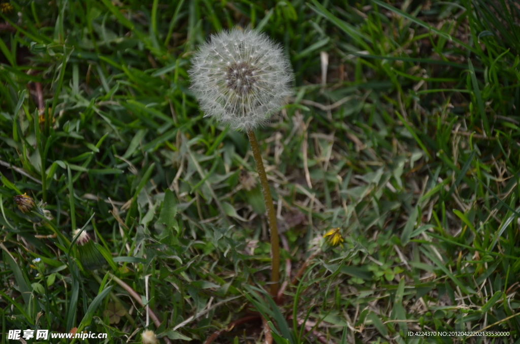 蒲公英的种子花